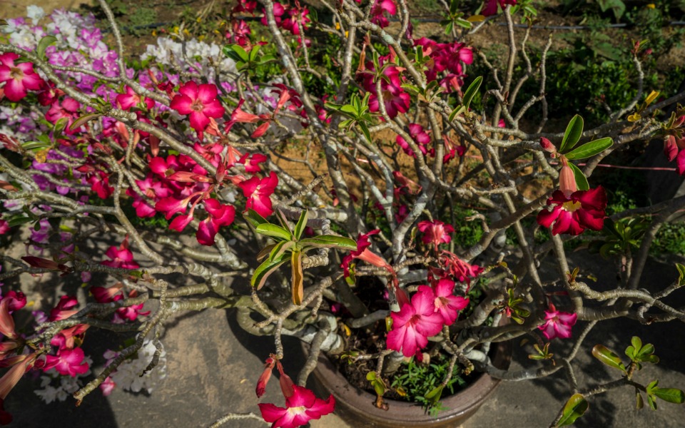 toxic house plant 3 desert rose